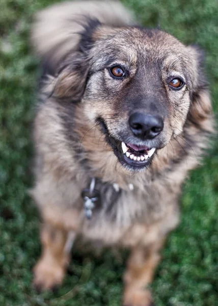 Çoban sevimli yüz bakmak itibaren closeup görünüm