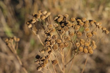 Sonbahar tarlasında kuru bitki.    .
