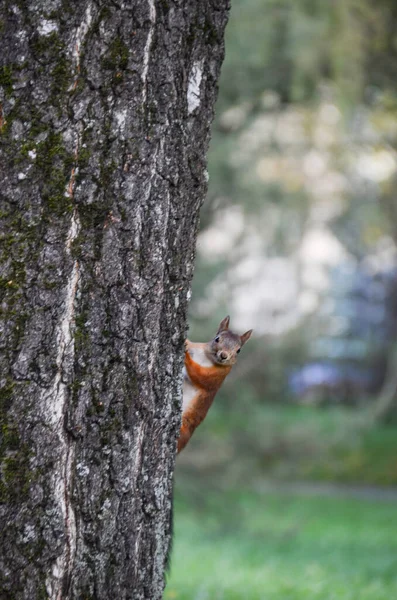 Curious Squirrel Autumn Park — Stock Photo, Image