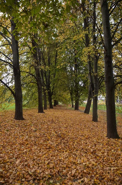 Autumn Aleey Kolomenskoe Park Moscow — Stock Photo, Image