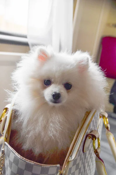 White Spitz Bolsa Cerca Ventana Tren — Foto de Stock