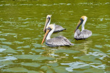 Vahşi doğadaki pelikanlar. Tulum, Meksika.