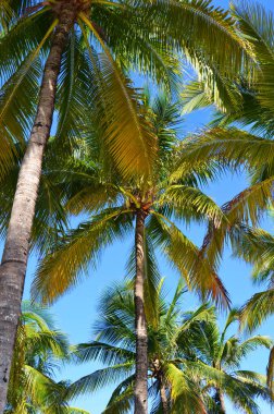 Palmiye ağaçlarının arasından gökyüzüne bak