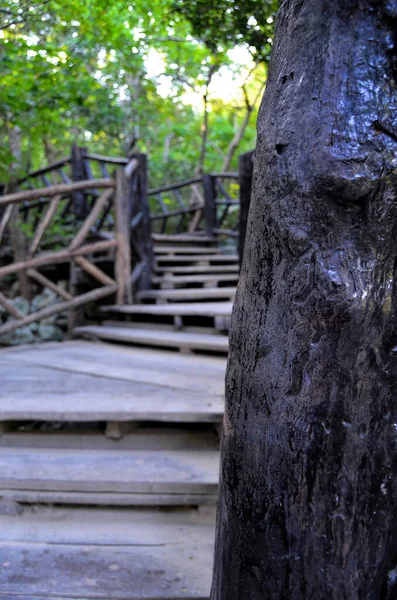 Escaliers Sur Chemin Ancienne Ville Tulum Civilisation Maya Yucatan Mexique — Photo
