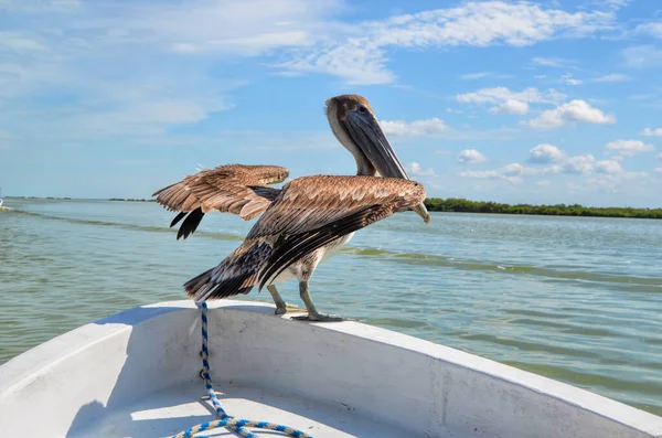 Pelicans Wild Tulum Mexico — Stock Photo, Image