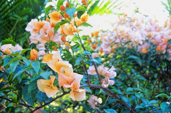 Bush Aux Fleurs Jaunes Mexique — Photo