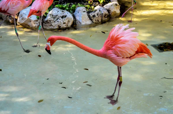 Flamingo Xcaret Park Riwiera Maya Meksyk — Zdjęcie stockowe