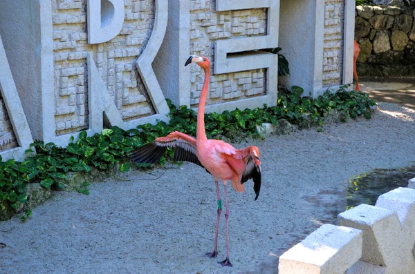 Flamingo in Xcaret Park, Riviera Maya, Mexico