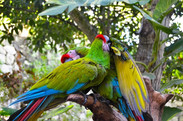 Två Färgglada Papegojor Gren Xcaret Park Riviera Maya Mexiko — Stockfoto