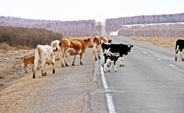 Vacas Cruzando Estrada Russa Final Inverno Para Campo Gramíneas — Fotografia de Stock