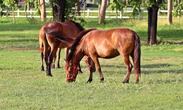 Блестящие Лошади Едят Траву Зеленом Поле — стоковое фото