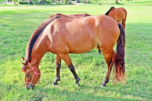 Zoomed Healthy Horse Who Eats Grasses Green Field — Stock Photo, Image