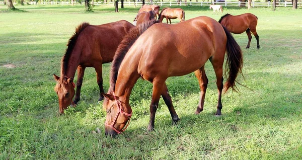 Caballos Salud Comiendo Hierbas Campo Verde —  Fotos de Stock