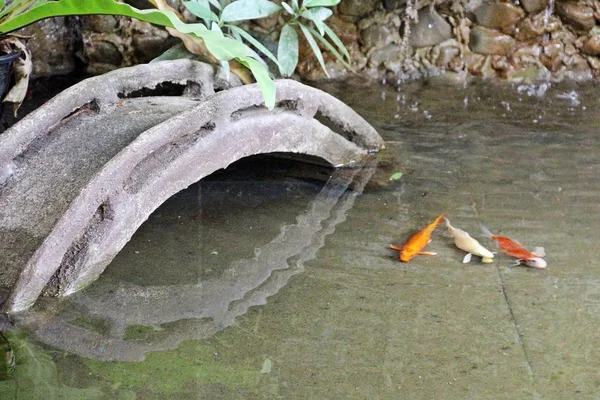 Concrete Bridge Small Decorated Pond Three Colorful Koi Fish — Stock Photo, Image