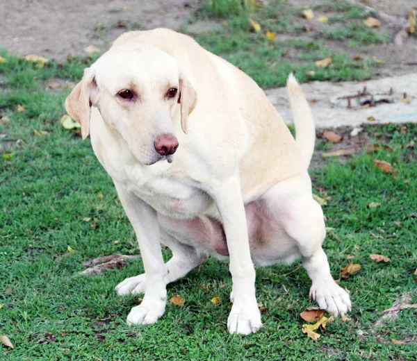 Gelber Erwachsener Labrador Retriever Pinkelt Auf Den Grünen Rasen Stockfoto
