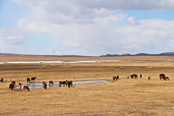 Коні на сибірському полі — стокове фото