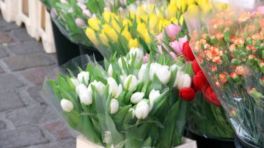 Çiçekçidükkanında renkli tuplis