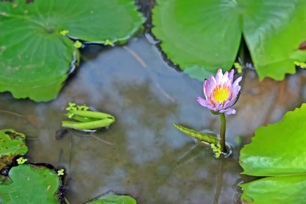 盆地の緑の葉の間に立っている中に黄色の花粉を持つ単一の紫色の蓮 — ストック写真