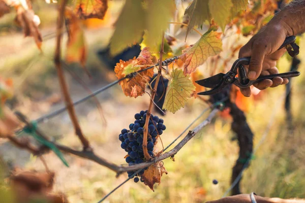 Gente Cosechando Uvas Negras Frescas Maduras Sol — Foto de Stock