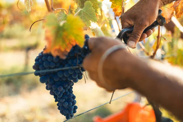 Gente Cosechando Uvas Negras Frescas Maduras Sol — Foto de Stock