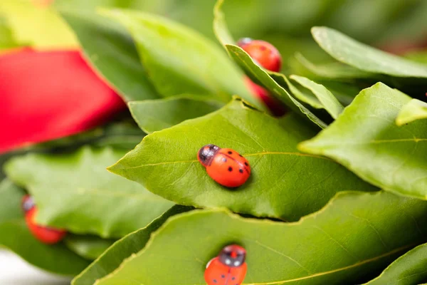 Dekorasi Closeup Ladybugs Duduk Daun Hijau — Stok Foto