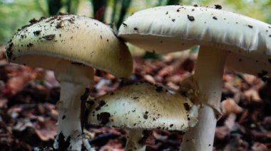 İtalya 'da sonbahar mevsiminde mantar ailesi.