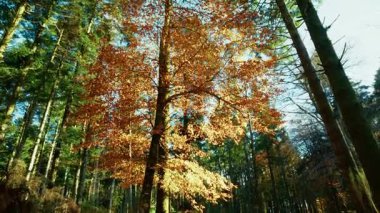Turuncu Ağaçlar Yolun Yakınındaki Sonbaharda Harika Renkler.