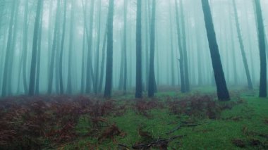 Adam Ağaçların Sisi Arasında Dehşet içinde Kaçar.