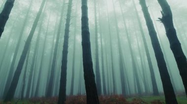 Issız ve melankolik bir dağın gizem ve cazibesi arasında uzun ağaçlar..