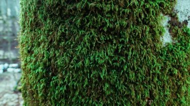 Soğuk bir dağ kışında ağaçta yosun..