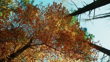 İtalyan Dağlarında Sonbahar Yaprakları ve Mavi Gökyüzü.