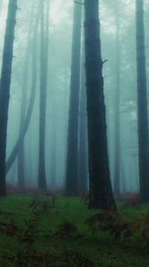 Karanlık, sisli bir Cadılar Bayramı akşamında ince ağaç gövdeleri..