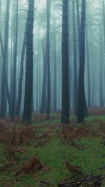 Uzun, ince ağaç gövdeleri sisli bir sonbahar akşamında dağlarda.