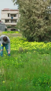 Yeşil çimlerde gezen bir adam Çiçek topluyor. 