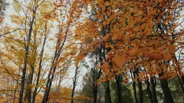 Rahatlatıcı Kuru Sarı Yapraklar Sonbahar sezonunda İtalya.