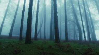 Cadılar Bayramı 'nda Gizemli Dağ' ın Pusundaki Ağaçların Siluetleri.