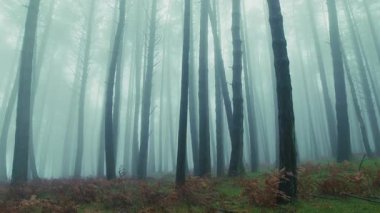 Orman sisinin içinden ince ağaç gövdeleri melankolik gökyüzüne doğru yükseliyor..