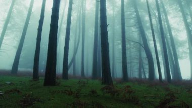 Karanlık, sisli bir Cadılar Bayramı akşamında ince ağaç gövdeleri..