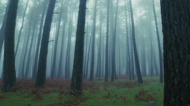 Uzun, ince dağ ağaçları Yoğun Sis 'in Gizemine bürünmüş.