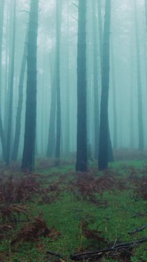 Adam Ağaçların Sisi Arasında Dehşet içinde Kaçar.