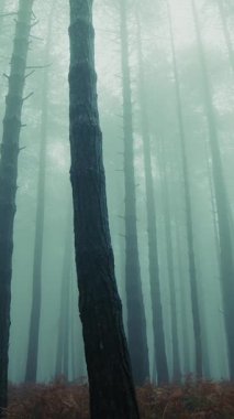 Issız ve melankolik bir dağın gizem ve cazibesi arasında uzun ağaçlar..