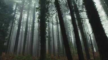 Ormandaki ağaç gövdelerinin silueti Yoğun ve gizemli sislerin arasında.