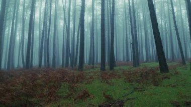 Uzun, ince ağaç gövdeleri sisli bir sonbahar akşamında dağlarda.