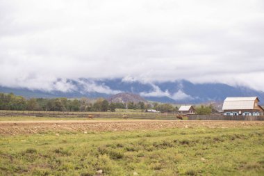 Sarı ormanın arka planındaki dağlık vadide otlayan atlarla muhteşem sonbahar manzarası ve alçak bulutlu karlı dağ zirveleri. Sibirya, Kuzey, Buryatia, Kurumkan, ikat sırtı