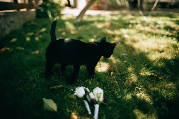 Wedding Boutonniere Black Cat — Stock Photo, Image