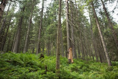 Ormandaki çam ağaçları