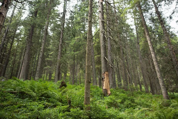 Ormandaki çam ağaçları
