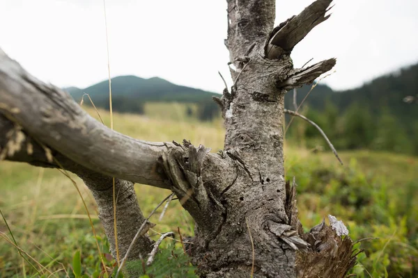 Nahaufnahme Des Getrockneten Baumstamms Freien — Stockfoto