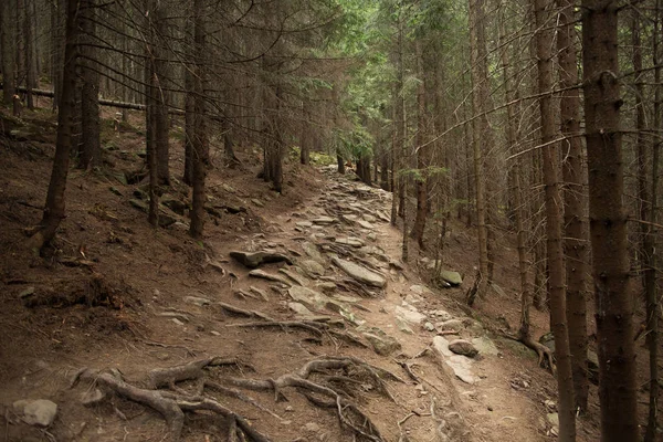 Hermoso Camino Rocoso Bosque Pinos —  Fotos de Stock