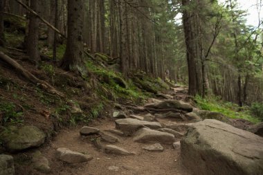 Çam ormanında güzel kayalık yol